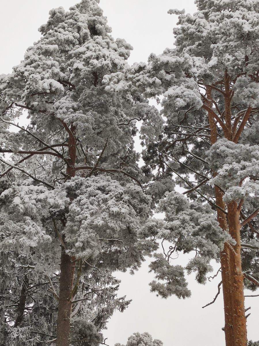 И вот такие сосны. Ну очень высокие. 