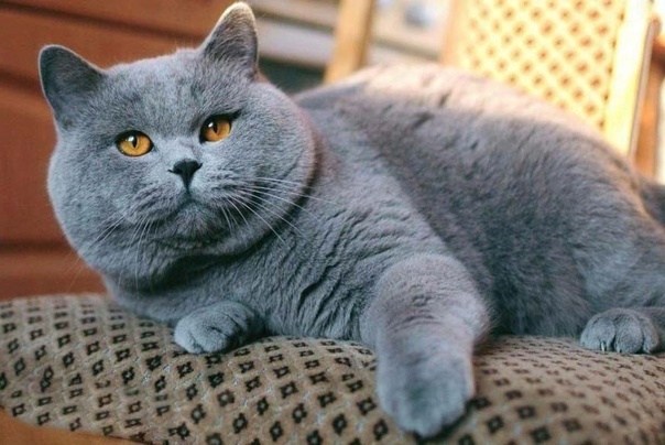 Источник: Яндекс