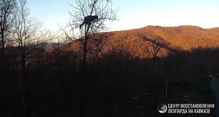    Фото: Центр восстановления леопарда на Кавказе