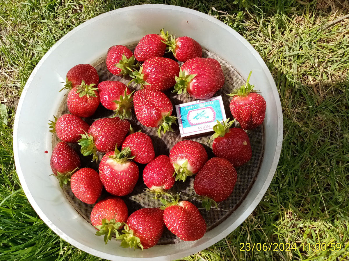 Здесь в основном сорт Находка (с тупым концом)