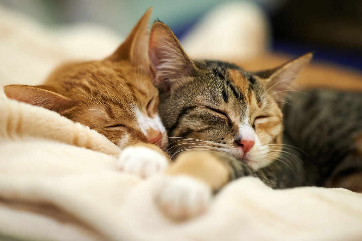 Источник: Яндекс.