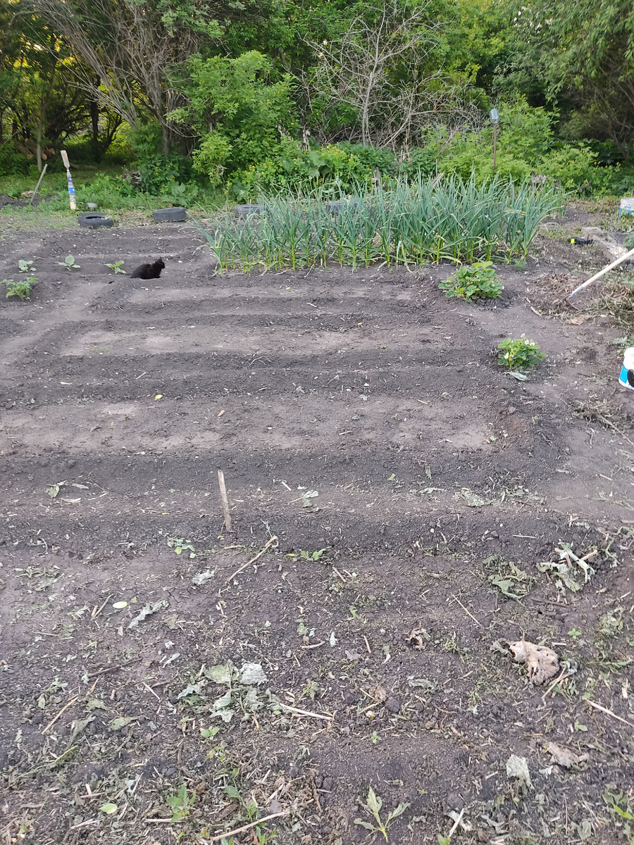 Первый год посадки огорода. Еще даже нет ограждения. Соседний участок так же зарос. Представляете что было на нашем?