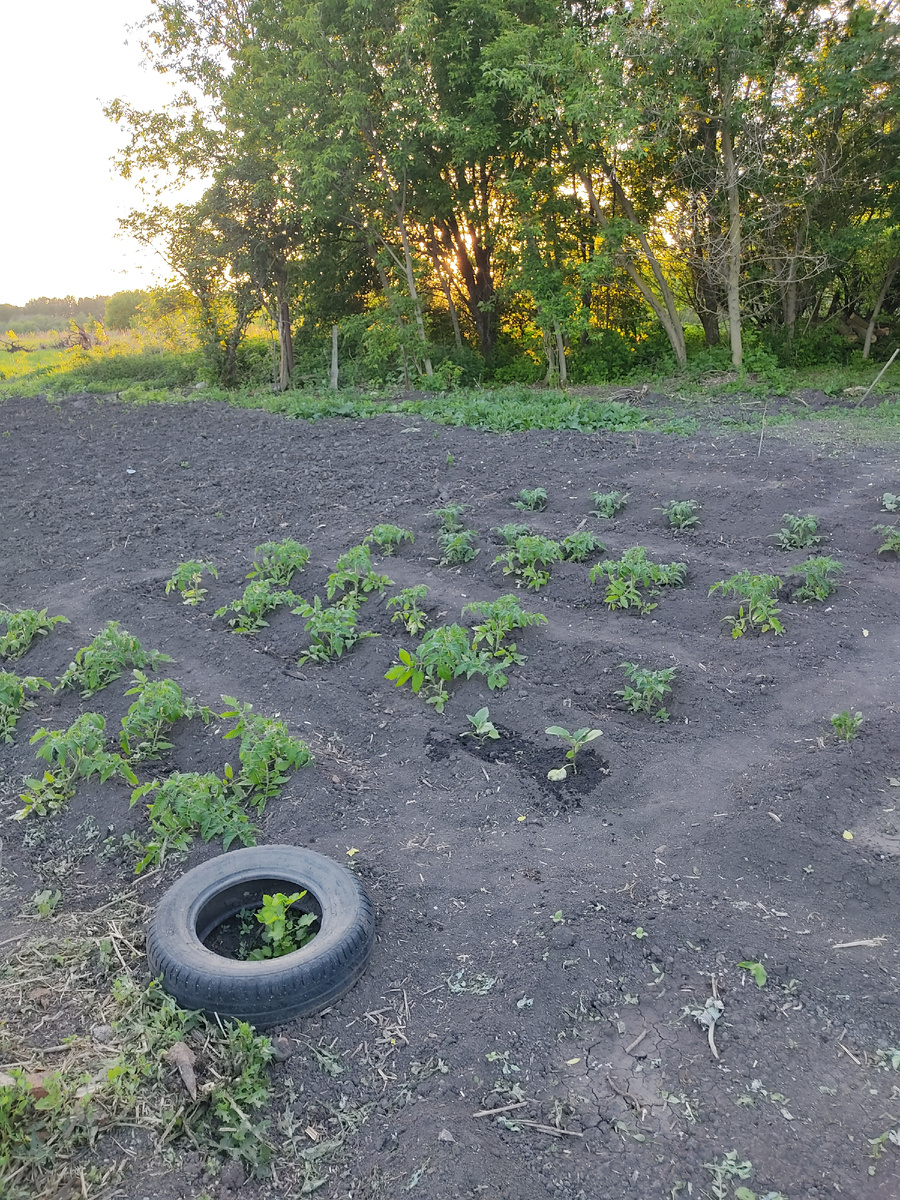 Весь участок очищен от деревьев и кучи мусора. Вот такой получился огород. Но впереди еще обработка 20 соток)).