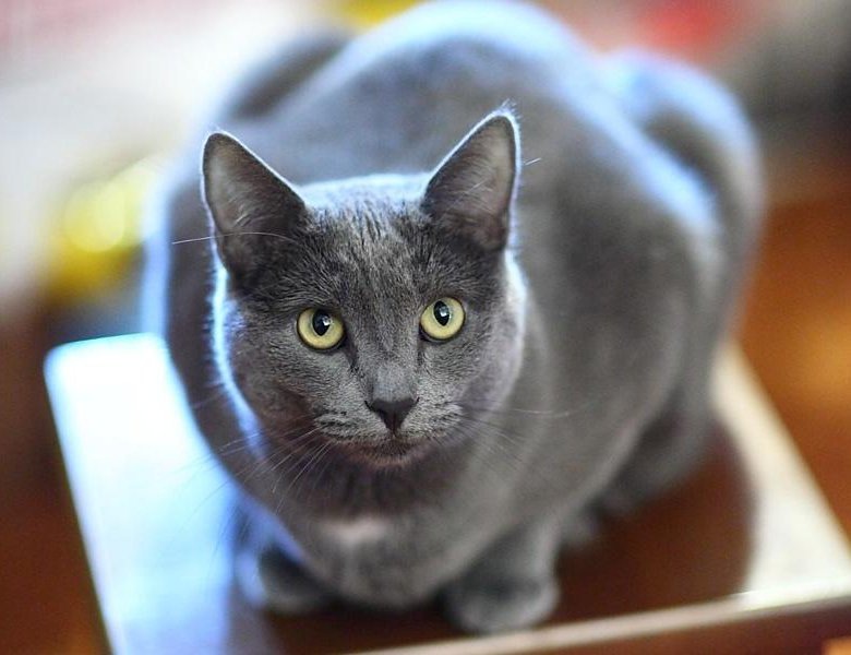 Источник: Яндекс.