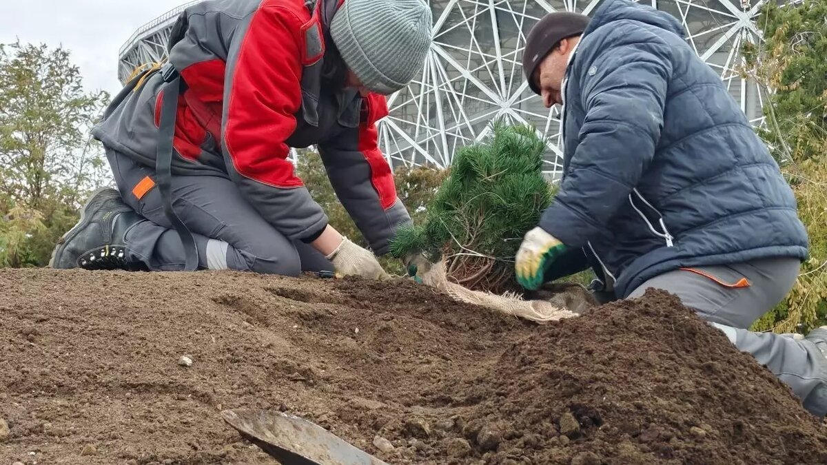     Источник: ЦПКиО