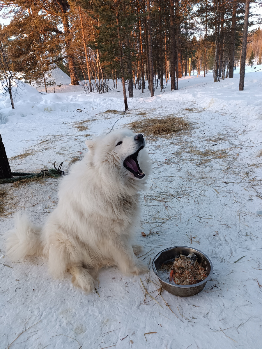 Саамская деревня