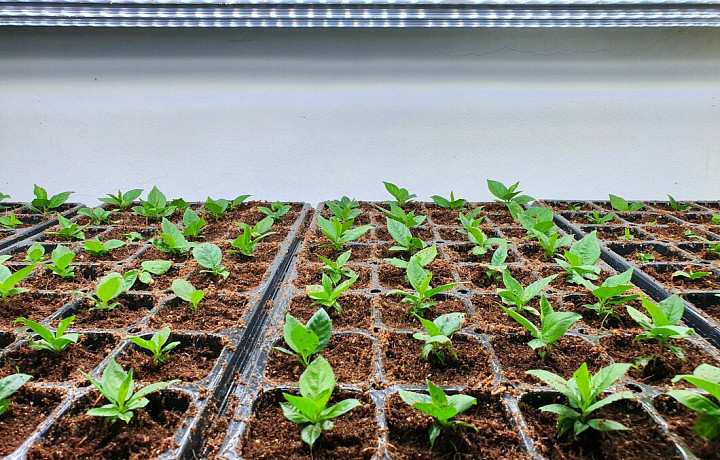 Фото: Freepik.com