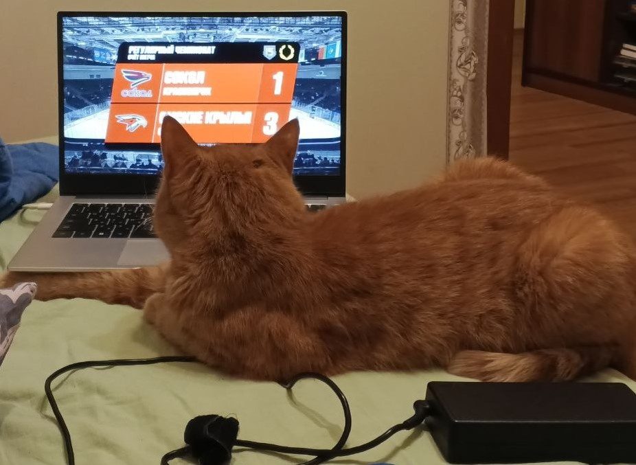 Вот сейчас муж на одном ноуте хоккей смотрит, а котик - на втором)
