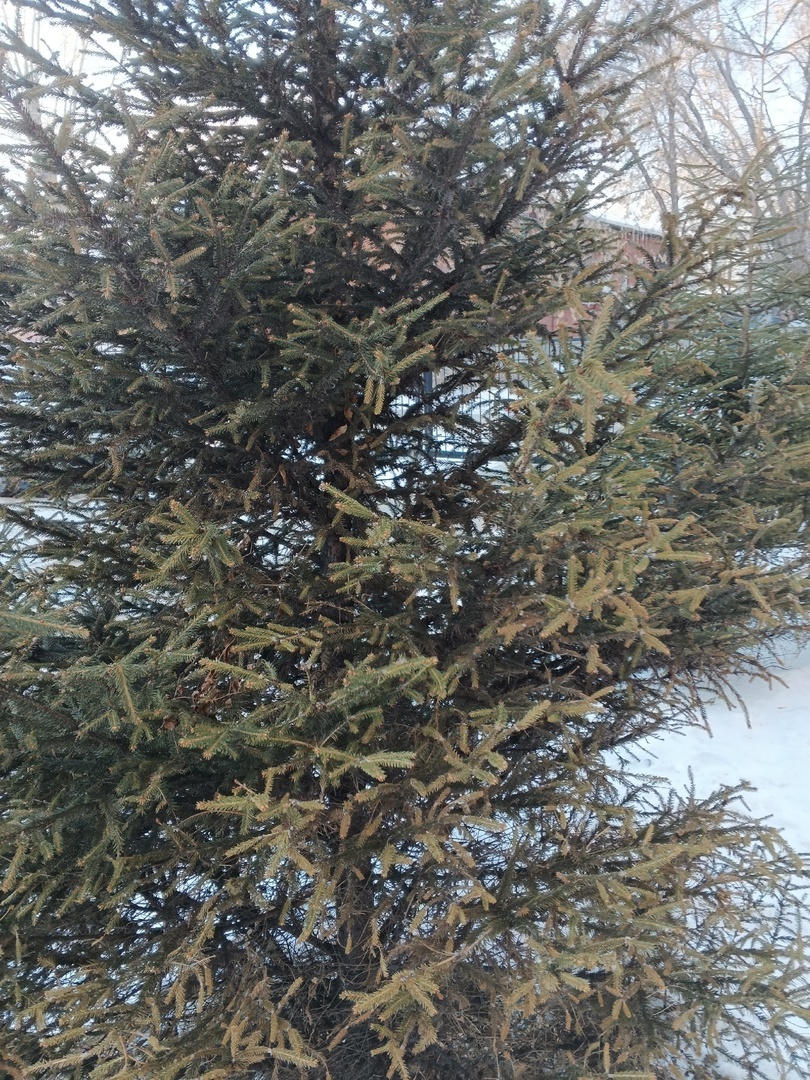 Ёлочка. Это я сегодня выходила до ВБ)