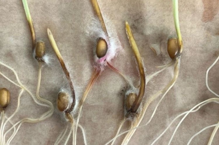    Чем больны семена зерновых и зернобобовых, рассказали в Россельхозцентре по Марий Эл