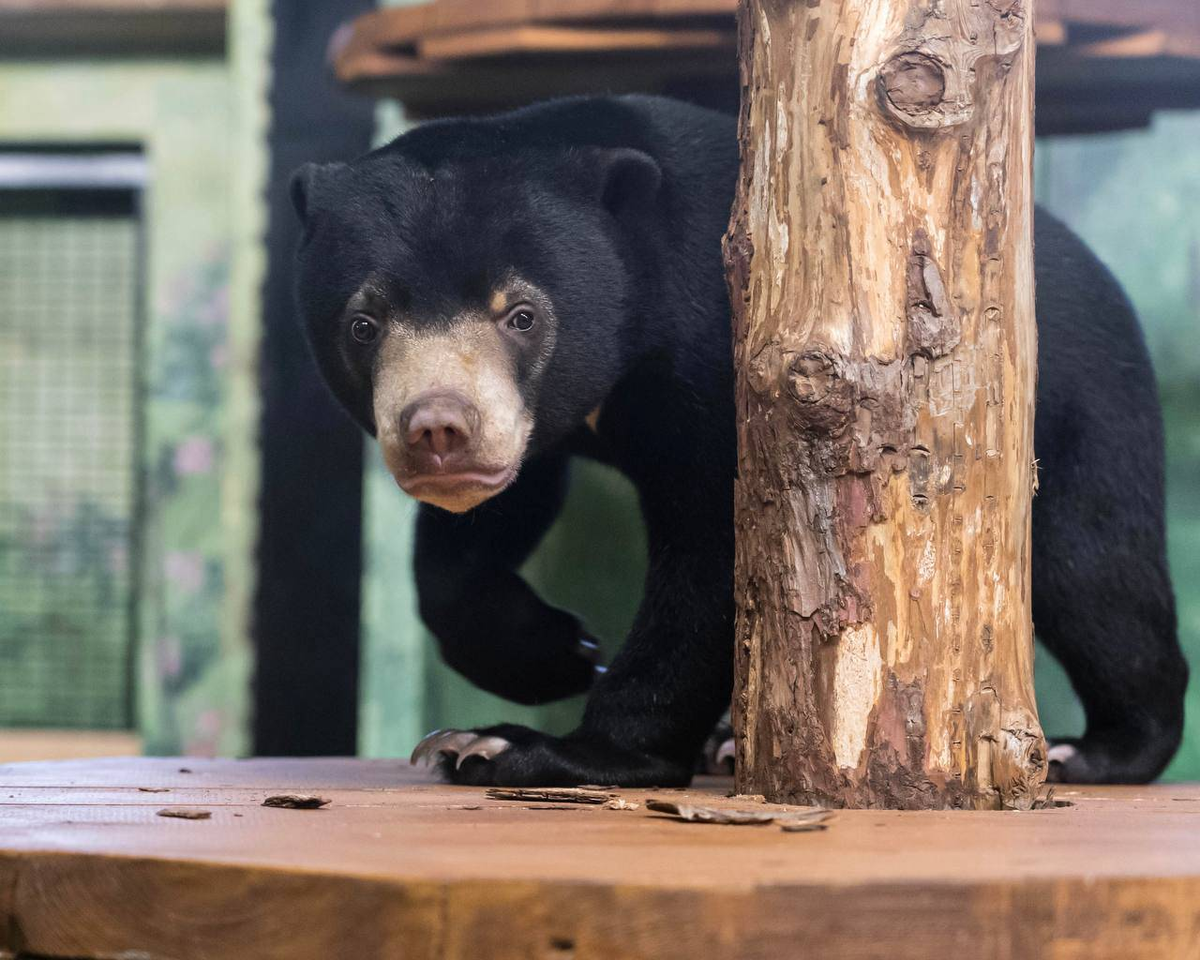 Медвежонок Лучик. Источник: caoinform.moscow