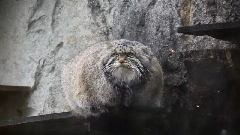 Манул Тимофей в Московском зоопарке/ria.ru