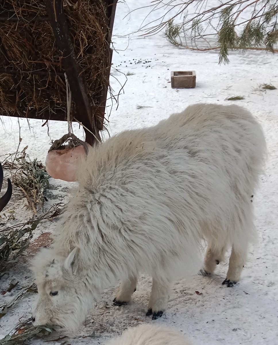 внешний вид снежной козы