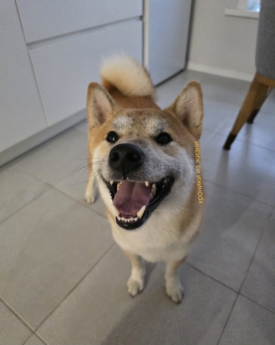 Всегда встречает тебя и рад тебе