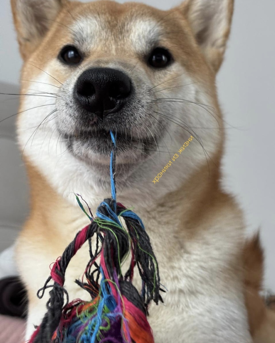 Всегда рад поиграть и поднять настроение