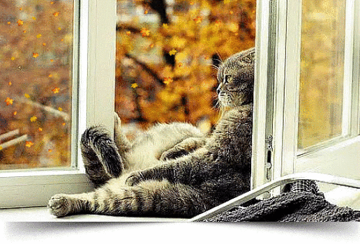 ранее не сталкивался с антикошками и особого представления не имел что это такое