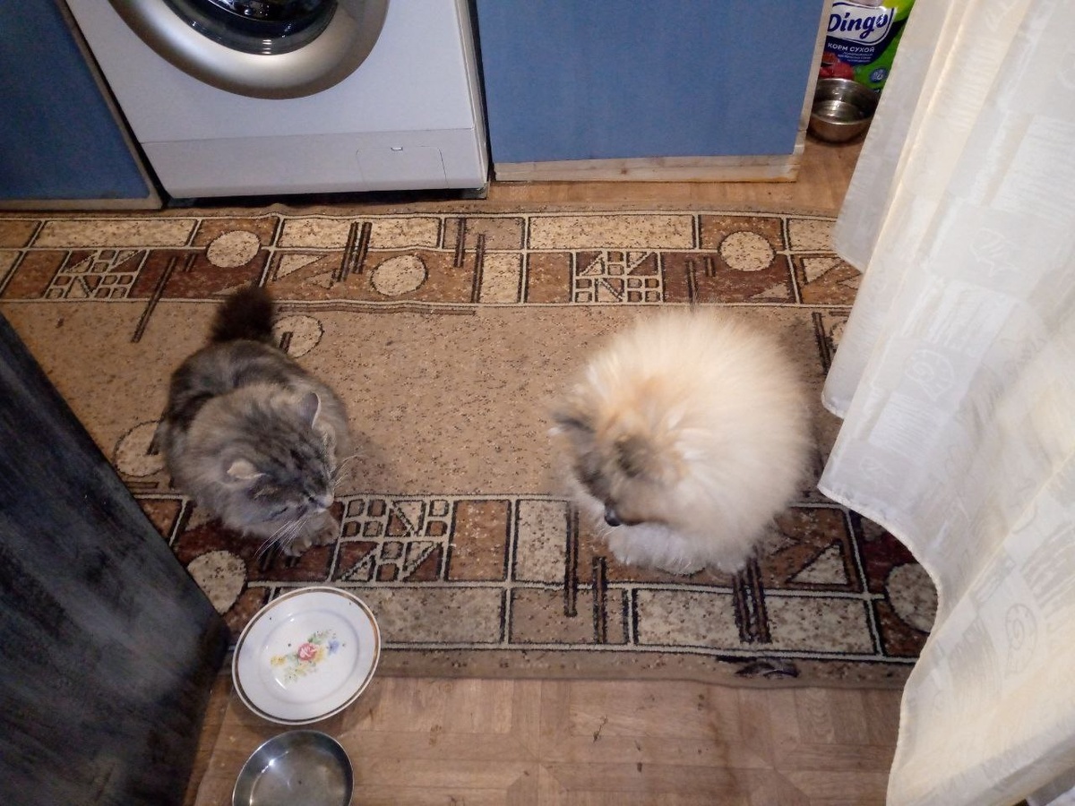 Моя сладкая парочка 