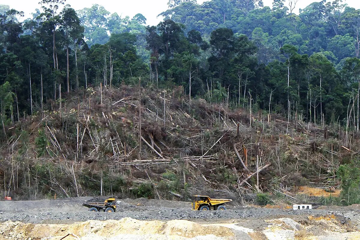    Вырубка леса. © wikipedia.org