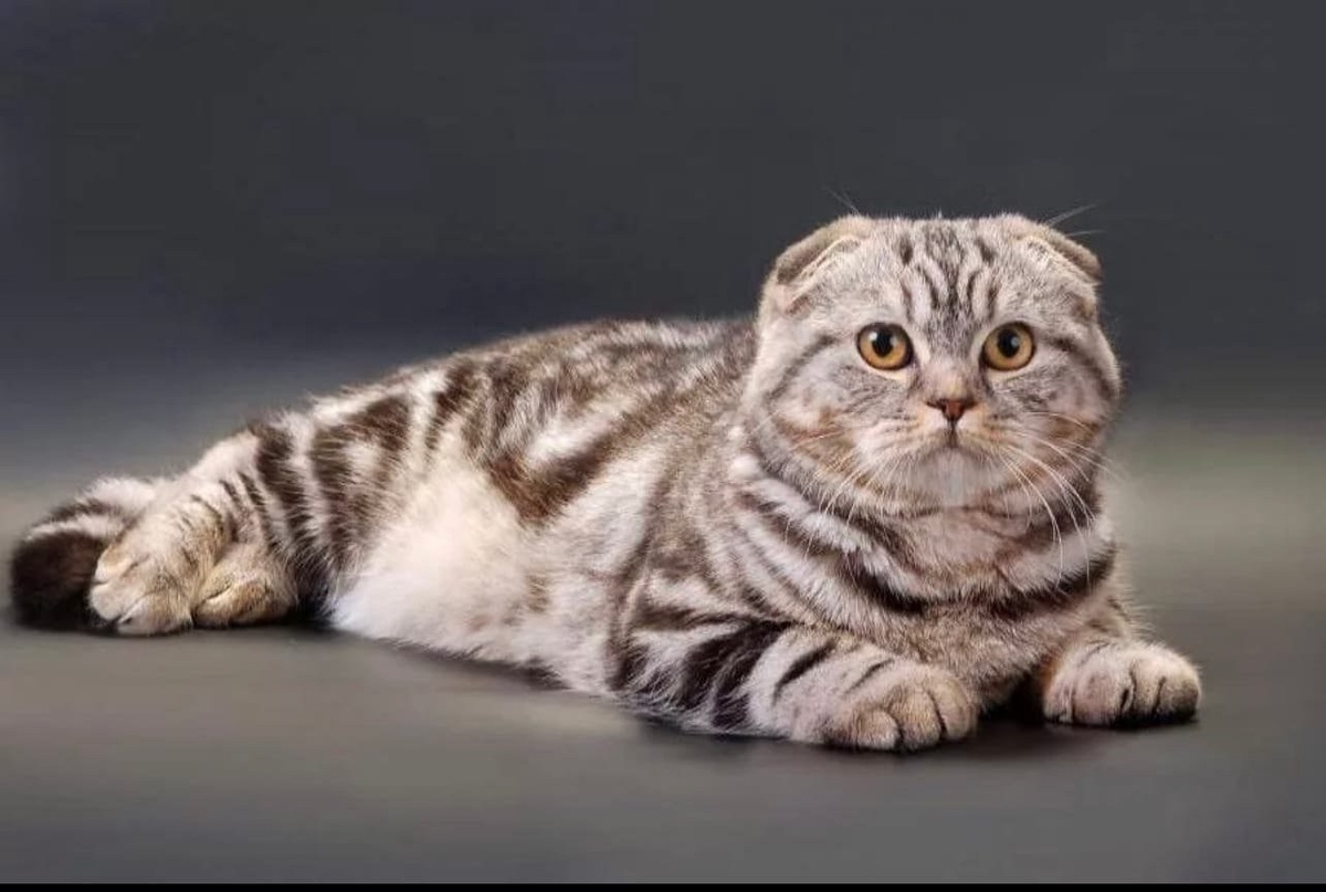 Источник: Яндекс.