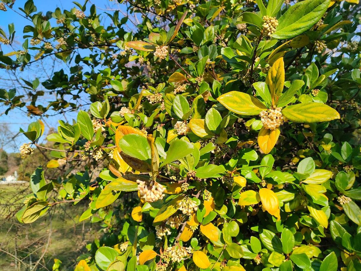    Фото: Галина Солтани (страница Вконтакте)