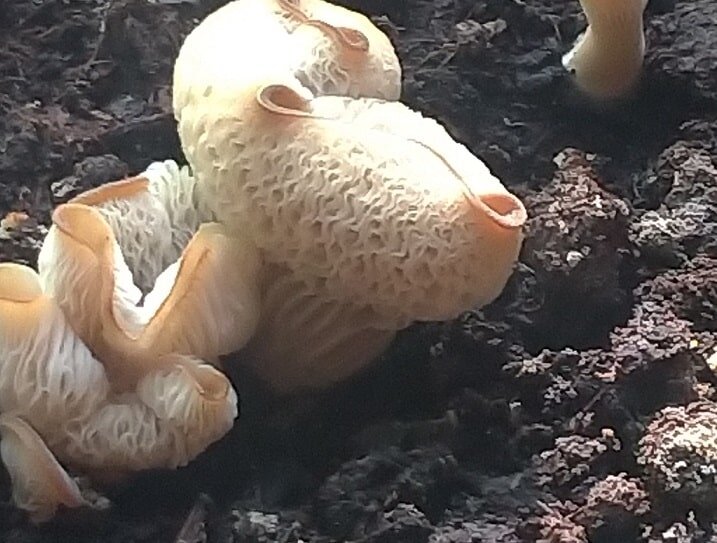     Компостная комбинация: тройка без единого гвоздя и непрерывное производство органических удобрений
