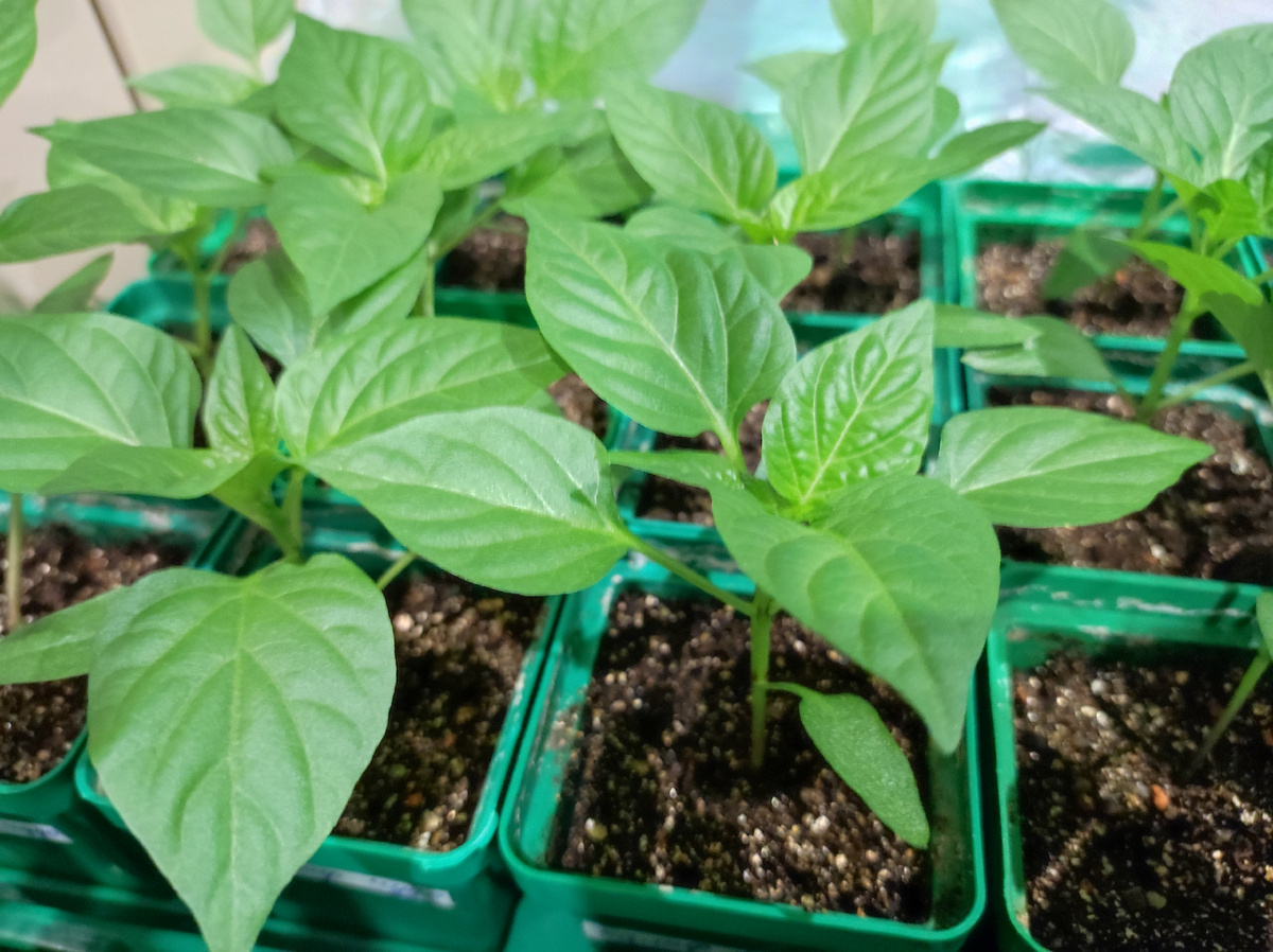 Фото автора, рассада перца, февраль 2025 года