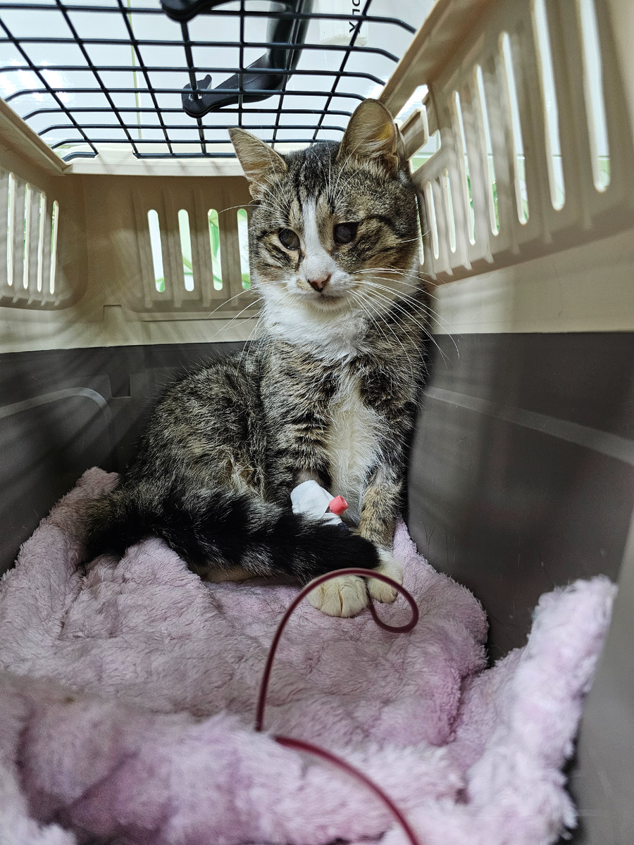 Фото автора. Арашик сейчас на переливании крови.