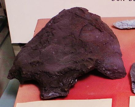 Череп банксиопса 