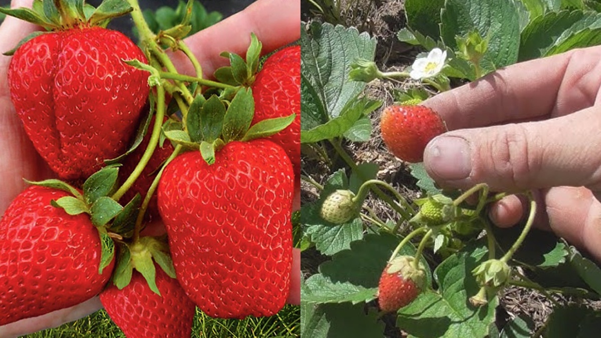 Моя грядка до и после применения нового метода подкормки. Разница заметна сразу