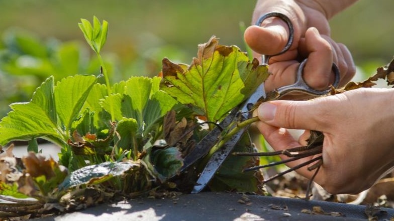  Чистый куст - здоровый куст.