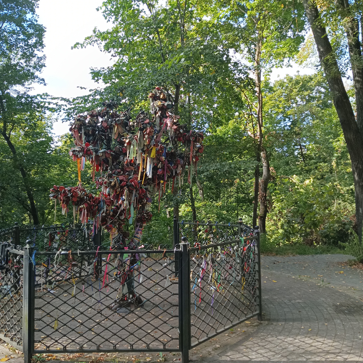 Сентябрь 2024. Калуга. Дерево любви. 