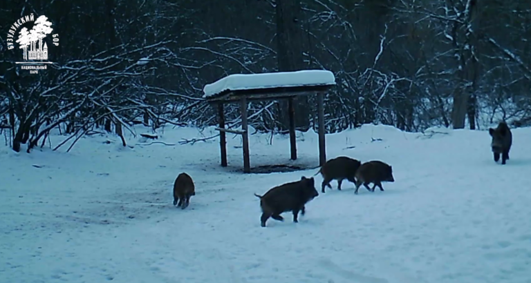    Все лучшее себе. В Бузулукском бору взрослые кабаны отталкивают молодняк от «накрытого стола» Кристина Просвиркина