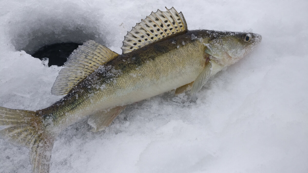 Фото с сайта https://avatars.dzeninfra.ru