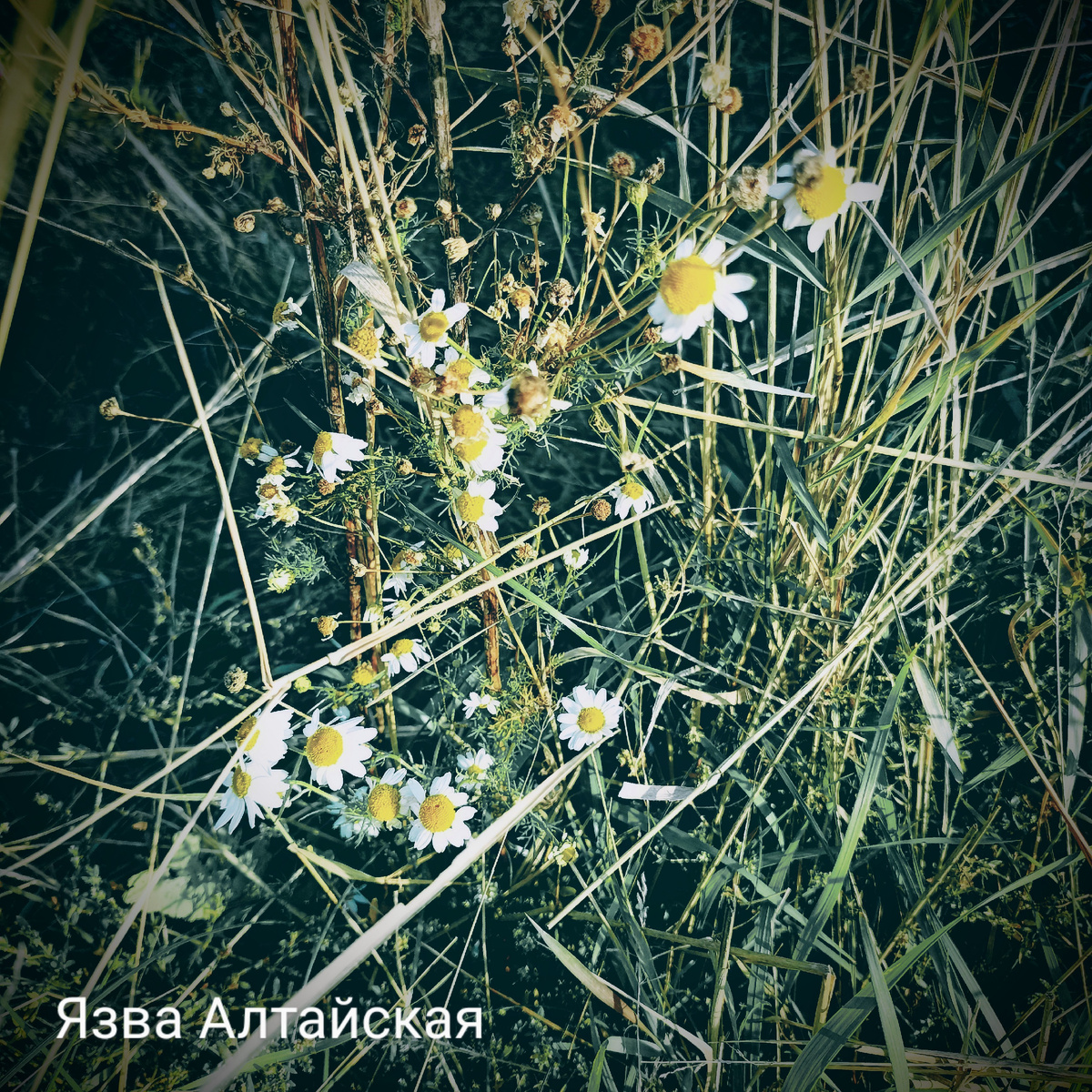 Всё те же ромашки. Немного отредактировала, и совсем другой вид. 