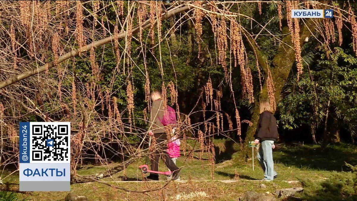    Видео канала «Кубань 24»