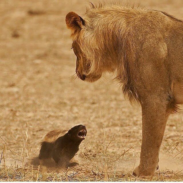 медоед против льва