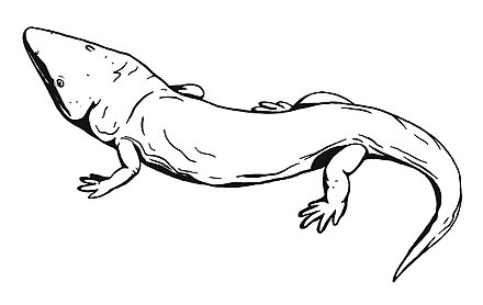 Рифидостеус иллюстрация.