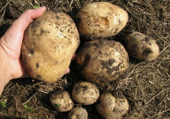 Отличная картошка