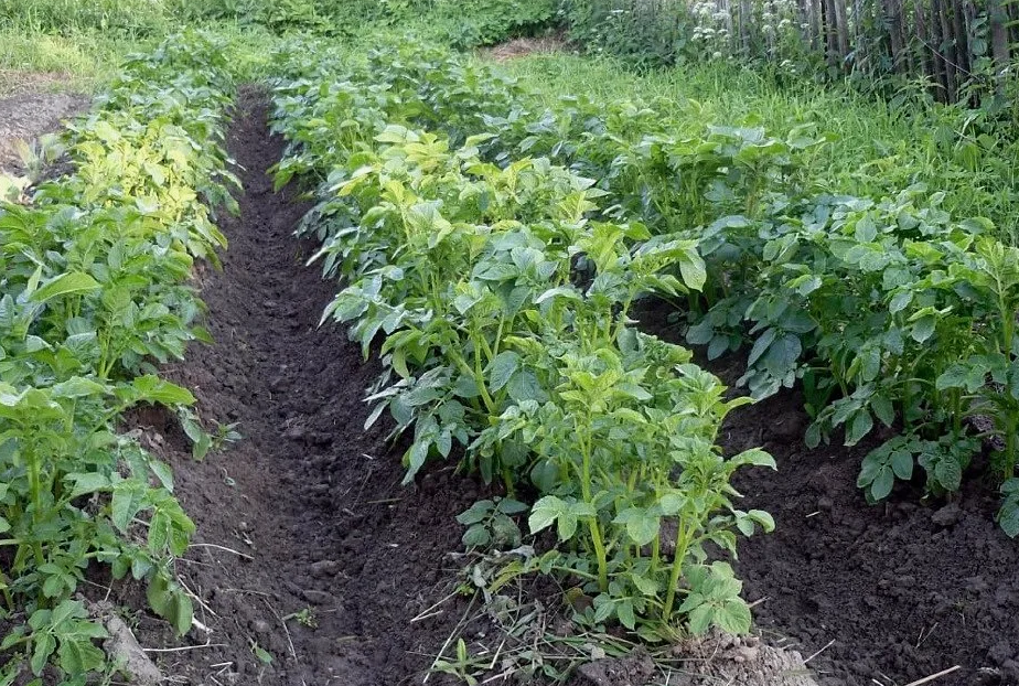 Грядки с картошкой