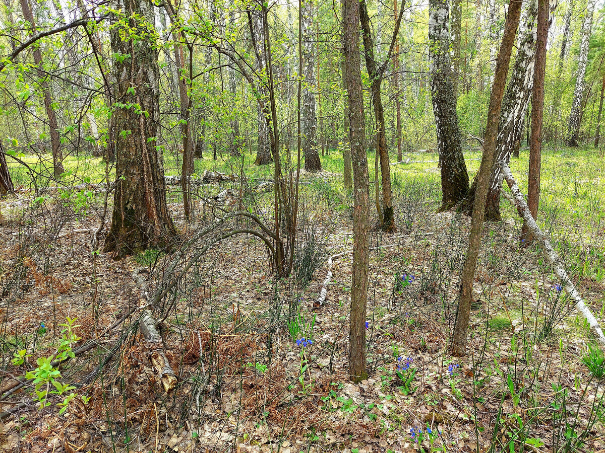 Автор фото Любительница леса