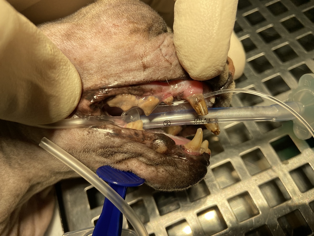 Зубной камень у кошки: фото непосредственно перед ультразвуковой чисткой зубов