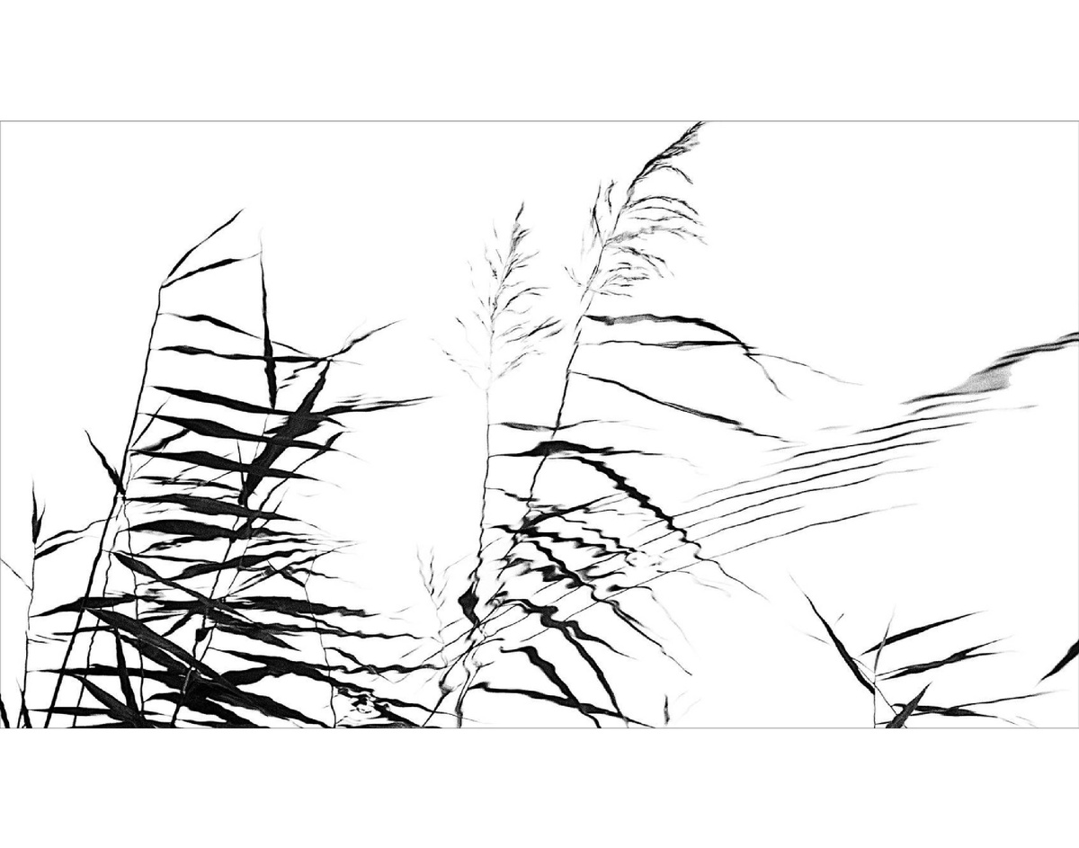 Черно-белая графика. Фото: Сергей Коротаев