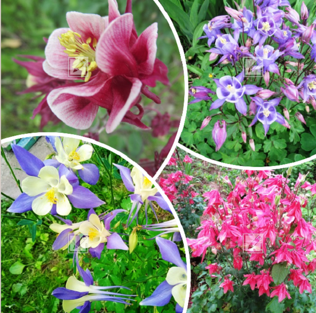 коллаж из фото автора