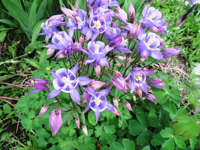 аквилегия Шахерезада, фото автора