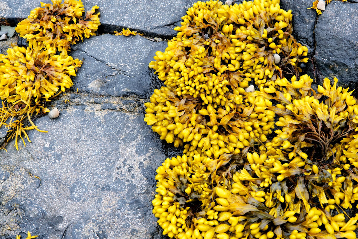 Фото: Dan Hanscom/Shutterstock/FOTODOM