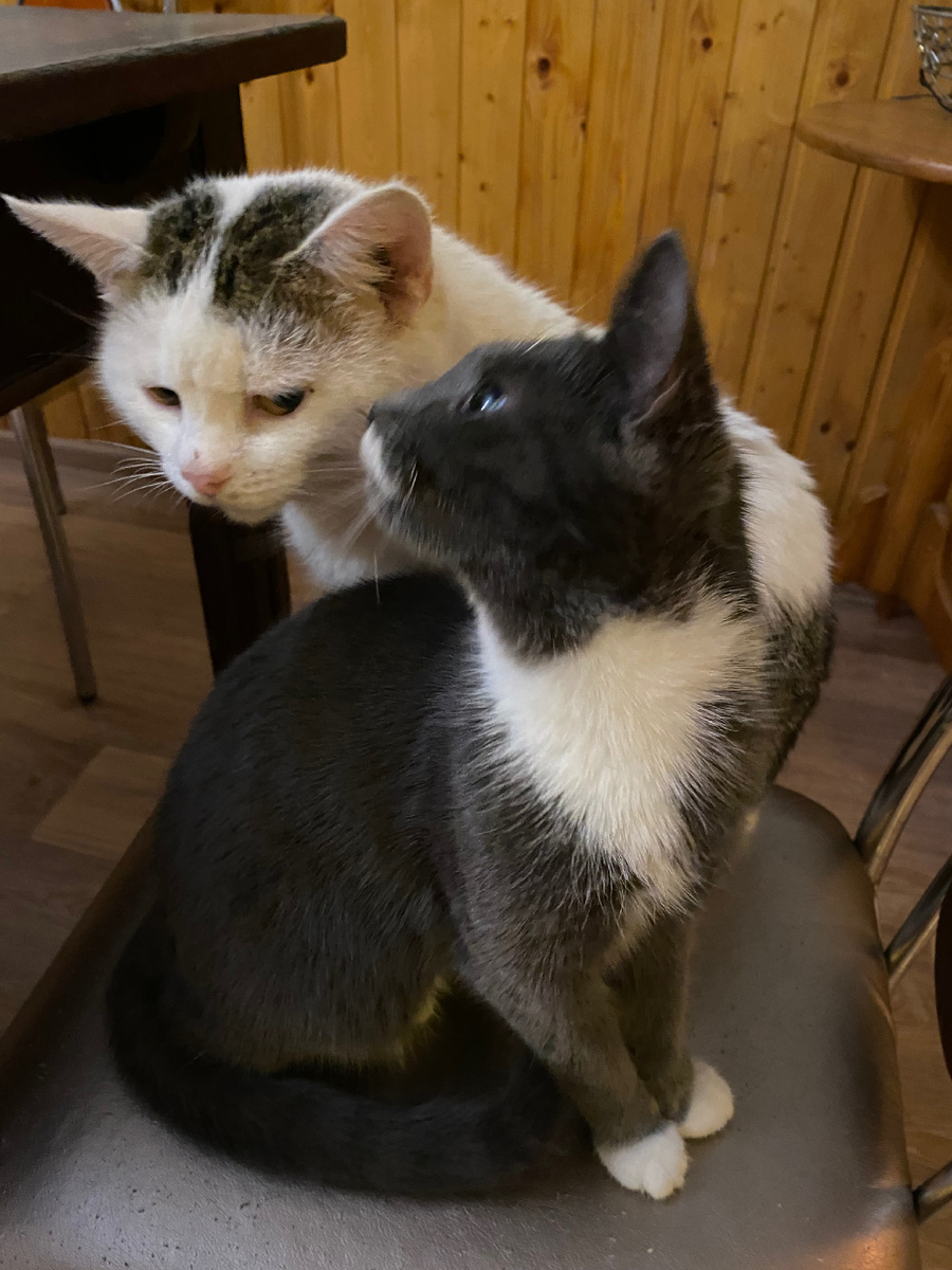 Жорик и Бася