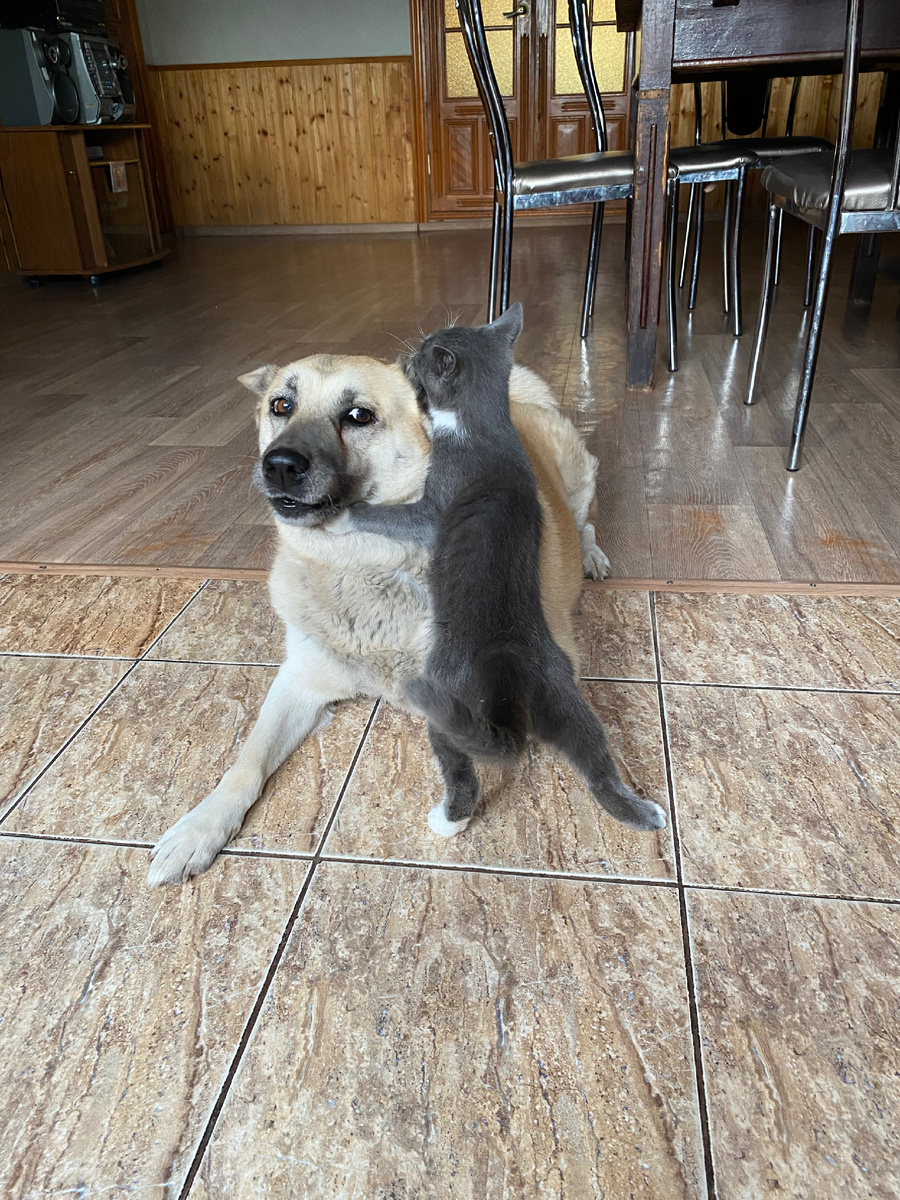 Лада и Бася