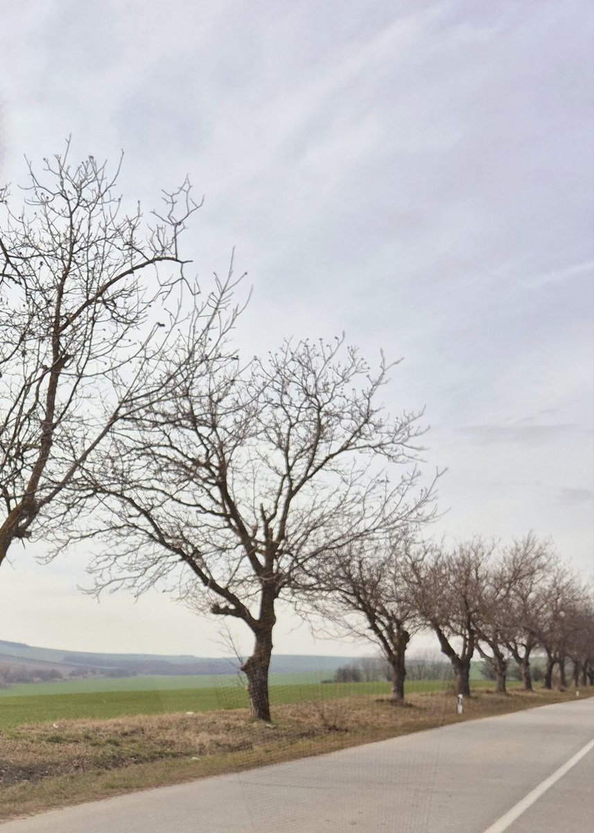 Поля и поля до горизонта.