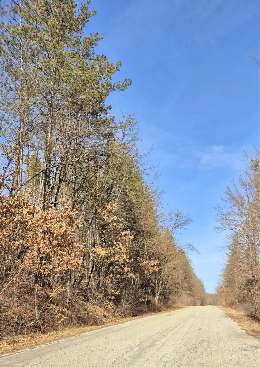 Интересно, у части деревьев листва совсем не облетает. А весной тогда как?