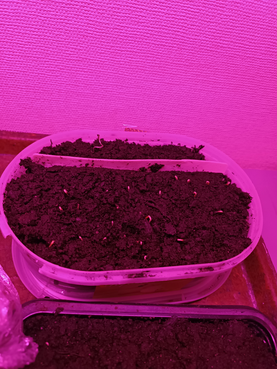 Петельки появились на четвертый день